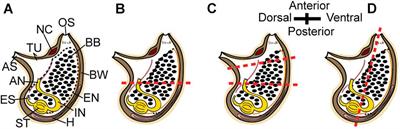 And Then There Were Three…: Extreme Regeneration Ability of the Solitary Chordate Polycarpa mytiligera